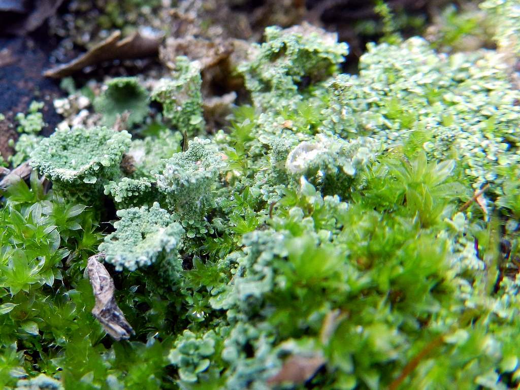 Cladonia chlorophaea ?